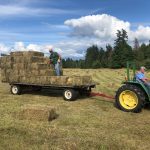 Haying-on-the-Hobby-Farm-John-L-Scott-Bellingham-real-estate