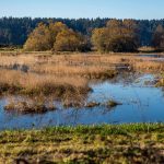 Billy-Frank-Jr-Wildlife-Refuge-Pond-and-Field