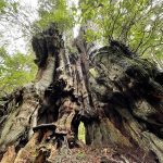 olympic penensula beaches Cedar Tree
