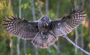 Owls of the Pacific Northwest - ONLINE @ ONLINE