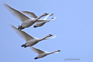 North Cascades Audubon Society: Washington’s White Birds of Winter—Swans and Snow Geese @ Whatcom Museum - Old City Hall