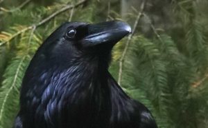 Explore Deep Connections of Corvids and Humans - ONLINE @ ONLINE