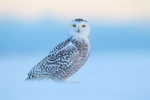 Snowy Owl: A Visual Natural History - ONLINE @ ONLINE
