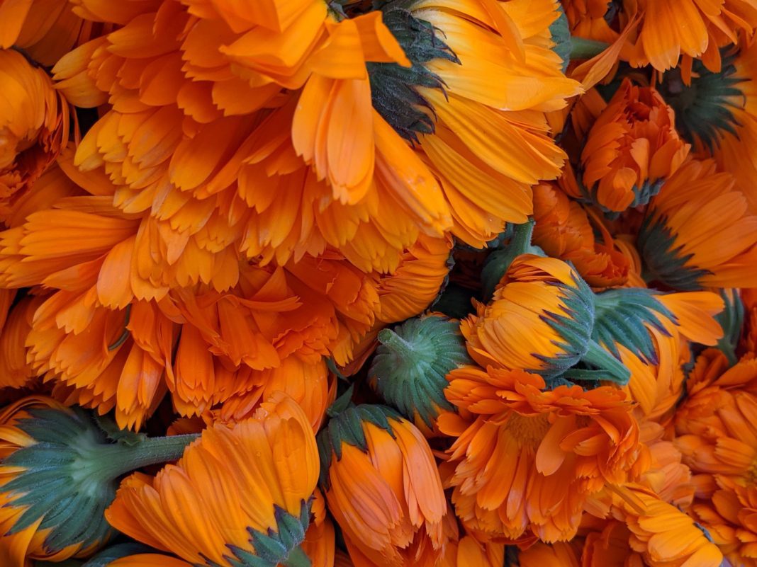 The dried flowers are infused into sunflower and jojoba oil to create Em's products. Photo courtesy Em’s Herbals