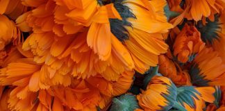 The dried flowers are infused into sunflower and jojoba oil to create Em's products. Photo courtesy Em’s Herbals