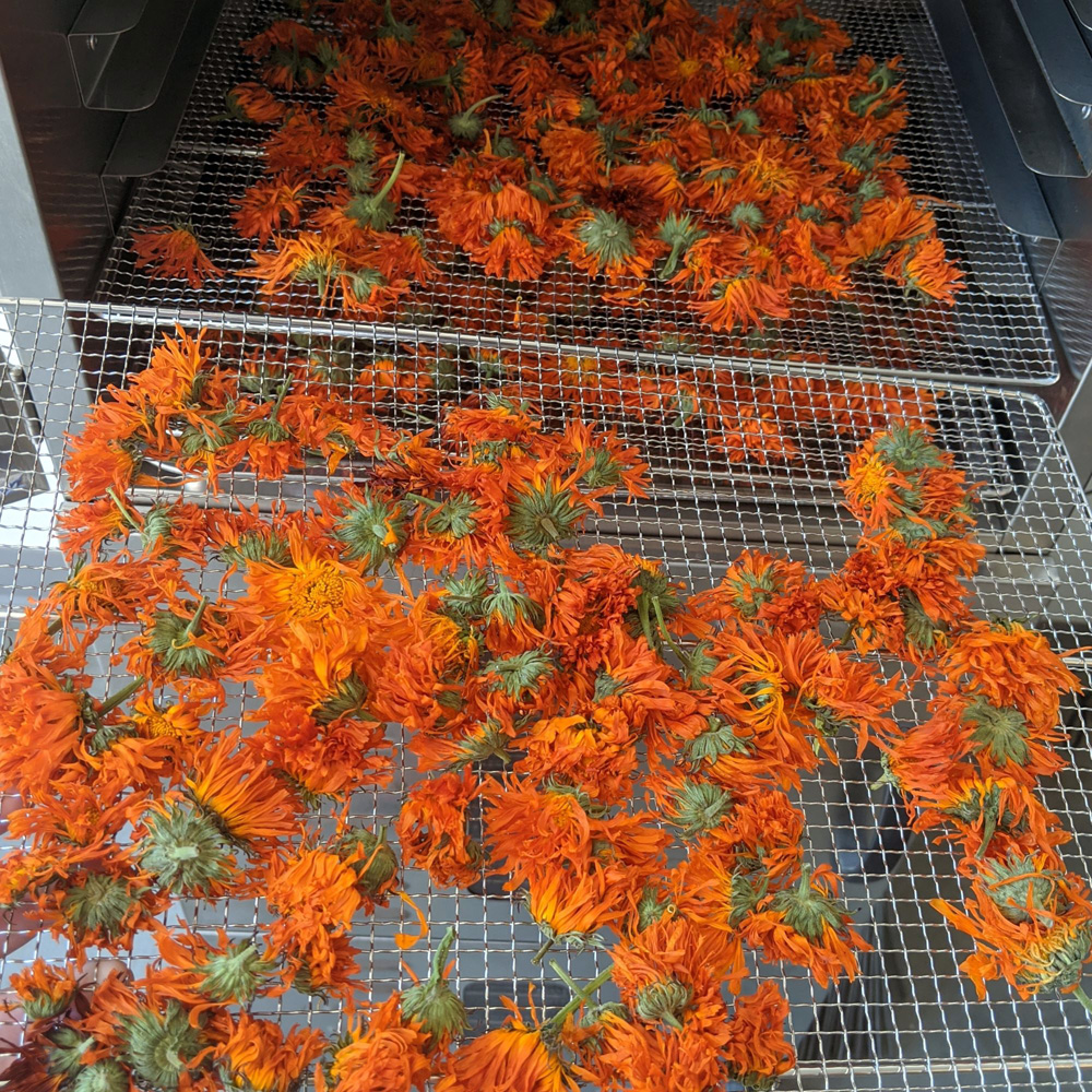 Calendula flowers grow everywhere in the Pacific Northwest and are easy to harvest. Photo courtesy Em’s Herbals