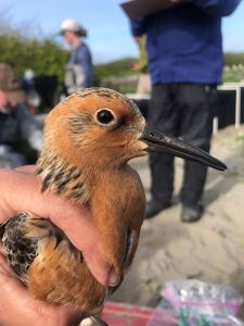 North Cascades Audubon Society - Understanding Red Knot Migration Patterns on the Pacific Coast of the Americas @ Whatcom Museum - Old City Hall