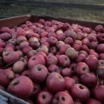 Port Ludlow Finnriver Apples