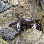 Purple Shore Crab