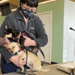 Animal-Emergency-Care-Bellingham-Washington 1