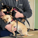 Animal-Emergency-Care-Bellingham-Washington 1 copy
