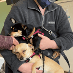 Animal-Emergency-Care-Bellingham-Washington