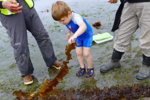 “What’s The Point?” Guided family-friendly beach exploration day @ Point Whitehorn Park