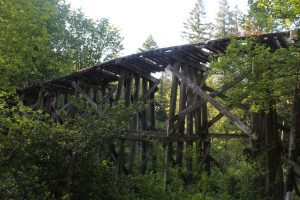 Scotch Broom Removal with NSEA and Whatcom Land Trust