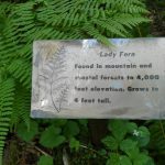 Fern Sign Olympic National Park Interpretative Trail – Photo By Tony Moceri