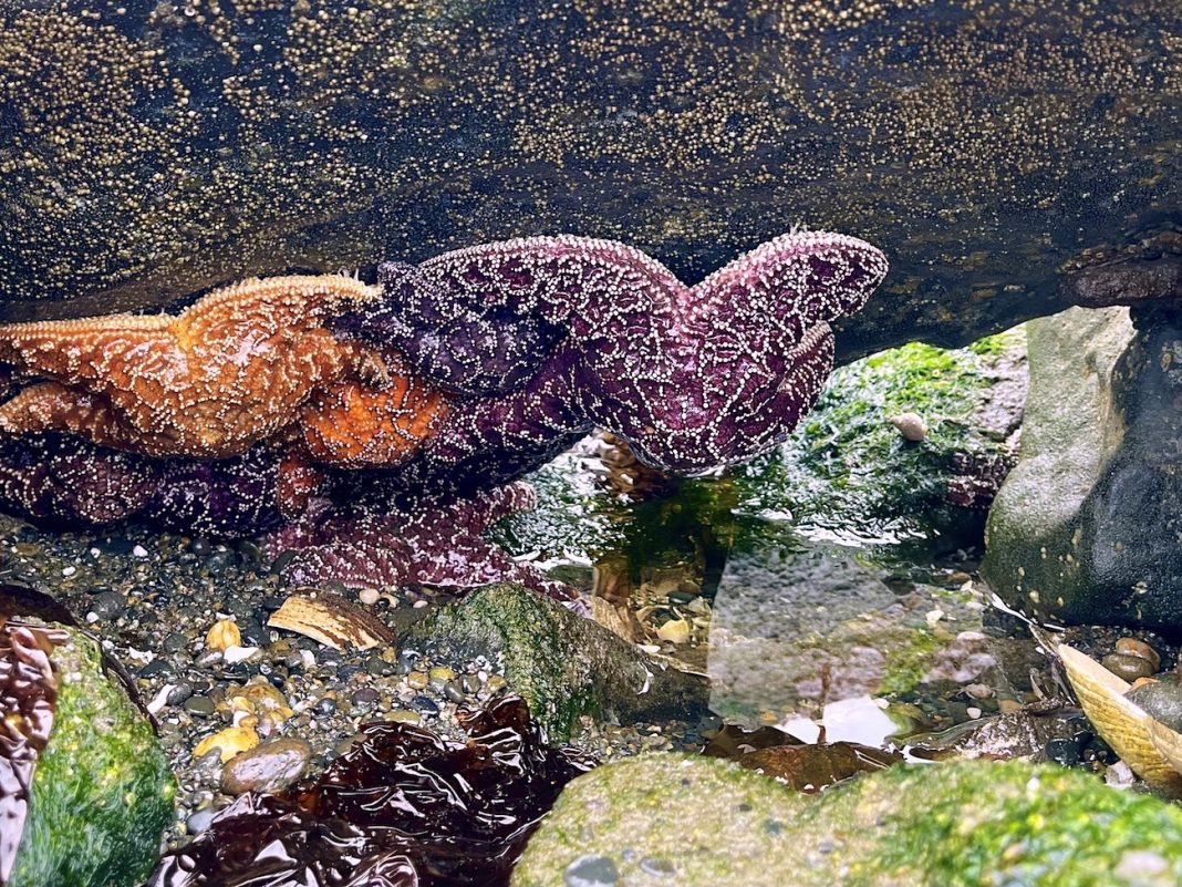 Colorful sea stars reveal themselves at low tide at Damon Point in Ocean Shores. Photo by Meagan Friberg