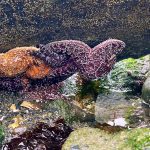 Washington-Coast-Tide-Pooling-Sea-Stars-Damon-Point-Ocean-Shores