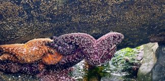 Colorful sea stars reveal themselves at low tide at Damon Point in Ocean Shores. Photo by Meagan Friberg