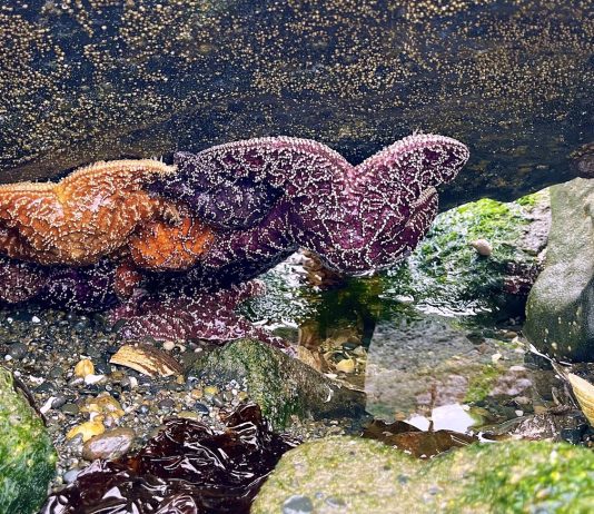 Colorful sea stars reveal themselves at low tide at Damon Point in Ocean Shores. Photo by Meagan Friberg