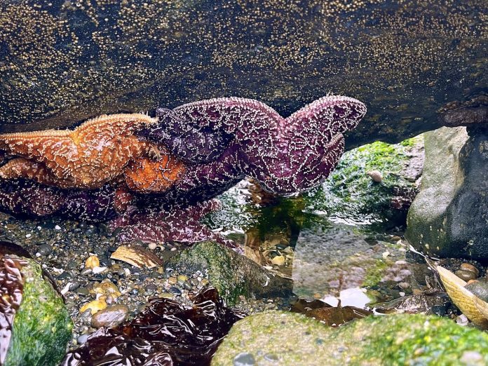 Colorful sea stars reveal themselves at low tide at Damon Point in Ocean Shores. Photo by Meagan Friberg