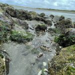 Washington-Coast-Tidepools-Sea-Anemones-Westhaven-Beach-Westport-Light-State-Park
