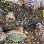 Washington-Coast-Tidepools-Sea-Anenomes-Damon-Point-Ocean-Shores