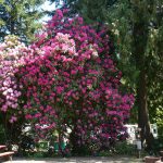Cove RV and Country Store RV Hookup site Brinnon Washington – Photo by Tony Moceri