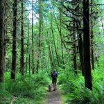 Wynoochee-Lake-Shore-Trail-walk-with-dog-courtesy-of-US-Forest-Service