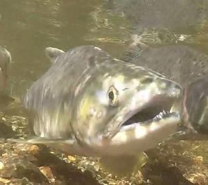 Salmon Spotters Training Workshop @ Fairhaven Park
