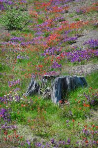 Linda Cochran “Gardening with Spectacular Native Plants” @ Whatcom Museum