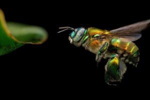 Bees and Pollinators Through the Macro Lens - Koma Kulshan Chapter of the Washington Native Plant Society @ The RE Stpre