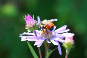 Bumble Bee Conservation in Subalpine Meadows (Zoom) @ Zoom