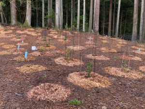 Native Plant Restoration at Galbraith Parking Lot @ Galbraith Mountain and Padden Trails Parking Lot