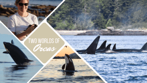 Two Worlds of Orcas: Exploring the Contrasts Between Southern Resident and Bigg’s Killer Whales in the Salish Sea @ Bellingham Yacht Club