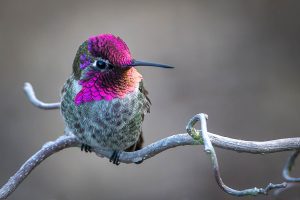 The Ecology of Hummingbirds from Ecuador to Washington @ The RE Store