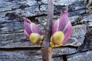 Winter Twigs and Buds at Lake Whatcom @ North Lake Whatcom Park