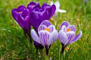 WSU Extension's Gardening Green course in Birch Bay begins in 2 weeks @ BP Heron Center