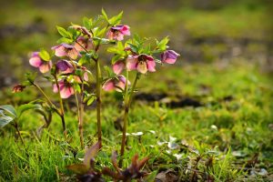 WSU Extension’s LIVE Online Gardening Green Course begins March 7 @ Online via Zoom