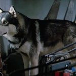 Jed the Wolfdog in The Thing (1982)