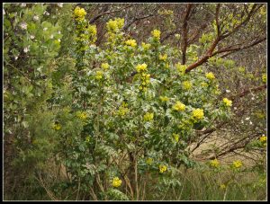 Introductory Plant Walks: Native Plants on the Lower Padden Creek Trail @ Lower Padden Creek Trail / meet at Fairhaven Village Green