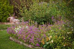 Incorporating Native Plants in Your Garden @ Sustainable Living Center at the RE-Store