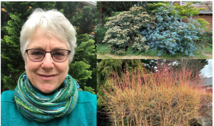 Bess Bronstein “Tough Trees and Shrubs for Tough Times" @ Whatcom Museum