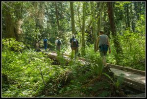 Introductory Native Plant Walks: Spring Plant Walk at Point Whitehorn Marine Reserve @ Point Whitehorn Marine Reserve