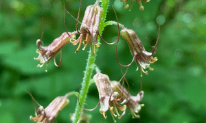 Introductory Native Plant Walks: Native Plants at Birch Bay State Park @ Birch Bay State Park