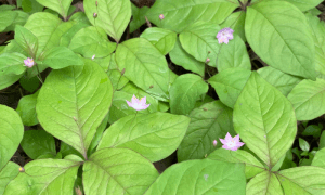 Introductory Native Plant Walks: Native Forest on the Otto Preserve, Lummi Island @ Otto Preserve, Lummi Island