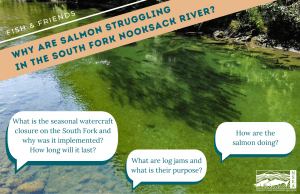 Why are salmon struggling in the South Fork Nooksack River? Presentation and Q&A with Sarah Brown @ Nooksack Salmon Enhancement Association