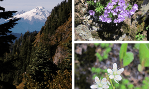 Sauk Mountain Flora and Vistas @ Carpool from Fairhaven Park and Ride on West side of I-5
