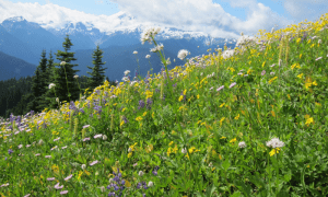 Native Plants Field Trip: Excelsior Peak via Damfino Lakes @ Meet up point: Sunset Square Parking Lot