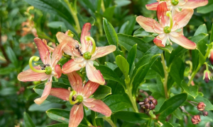 Native Plants Field Trip: Lake Ann @ Meet up point: Sunset Square Parking Lot