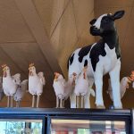 haggen-cows